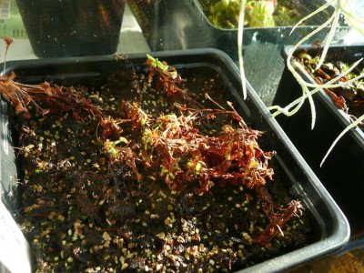 Drosera madagascariensis.JPG