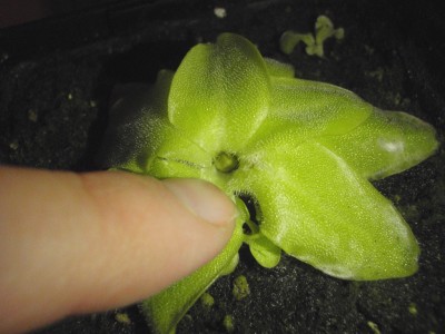 Pinguicula grandiflora 2013.09.26 2.JPG