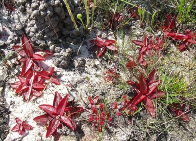 P_planifolia_2009_May07_01.jpg