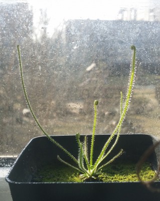 Drosera filiformis 2014-02-28 2.jpg
