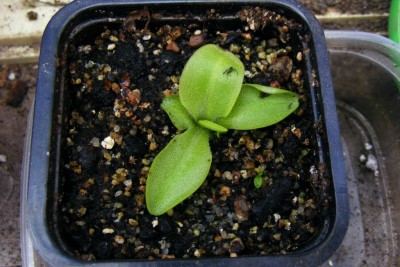 P. grandiflora'14-04-05.JPG