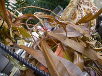 nusales2.jpg