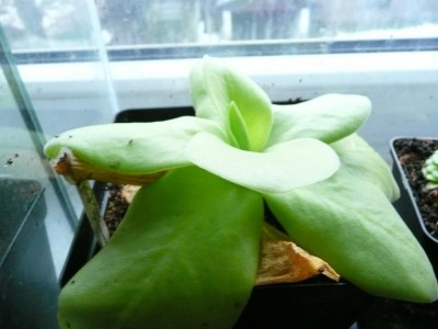 Pinguicula gigantea.JPG