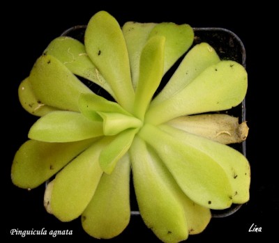 P. agnata'13.jpg