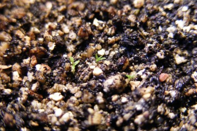 Drosera adeliae'13.12.08.JPG