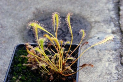 D. nidiformis.JPG