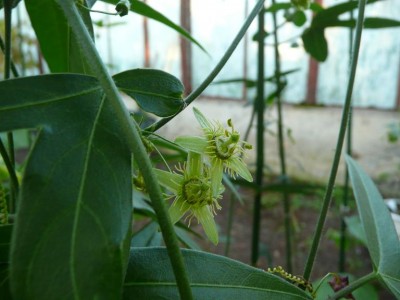 passiflora suberosa.JPG