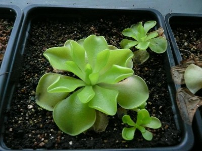 Pinguicula ehlersiae 2.JPG