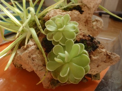 Pinguicula jaumavensis 2013.08.30 3.JPG
