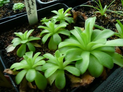 Pinguicula agnata.JPG