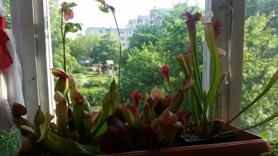 rps20150531_084851_262.jpg