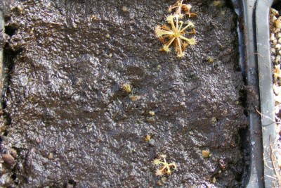 D. intermeda.JPG