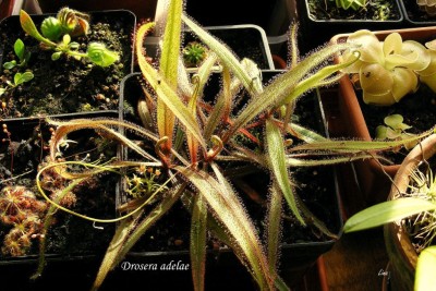 Drosera adelae'14.jpg