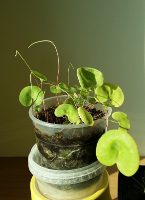 Utricularia nelumbifolia x reniformis 2014-02-28 1.jpg