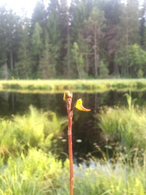 Utricularia sp. 2013-06-20 20.11.33.jpg