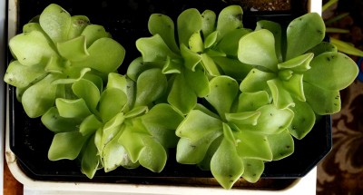 Pinguicula ehlersiae 2014-09-03.jpg
