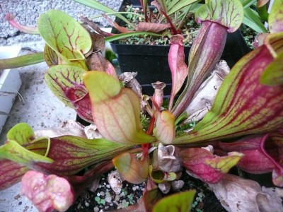 sarracenia_purpurea.JPG