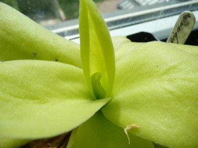 Pinguicula gigantea.JPG
