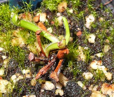 heliamphora_heterodoxa.JPG