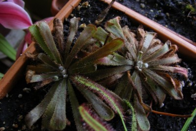 D. aliciae.JPG