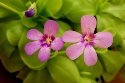 Pinguicula moranensis.JPG