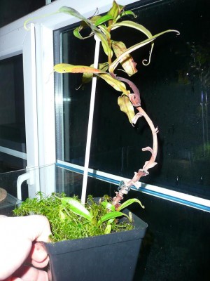 Nepenthes gymnamphora Mozaika.JPG