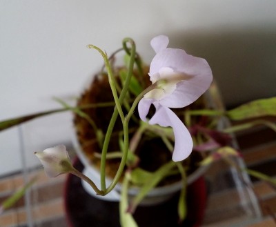 Utricularia longifolia 2014-01-26 3.jpg