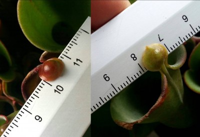 Heliamphora heterodoxa x minor 2014-11-06 2.jpg