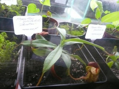 N spectabilis sibutan.JPG