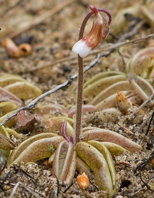 Pinguicula_lusitanica.jpg