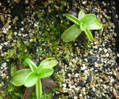 Pinguicula primuliflora.JPG