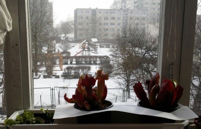 Sarracenia 2014-03-16.jpg