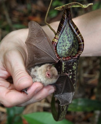 sn-bats.jpg