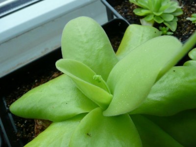 Pinguicula gigantea treciasis2.JPG