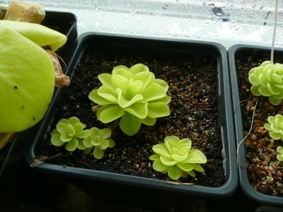Pinguicula ehlersiae mazas.JPG