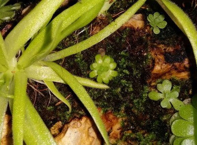 Pinguicula rotundiflora 2014-12-10.jpg