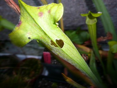 S_alabamensis.JPG