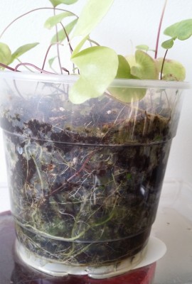 Utricularia nelumbifolia x reniformis 2014-01-26 4.jpg