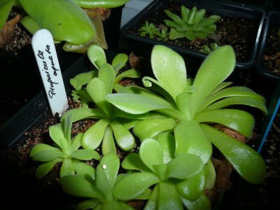 Pinguicula agnata ziedas.JPG