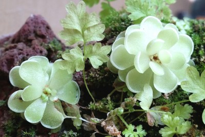 Pinguicula jaumavensis 2014-08-05.jpg