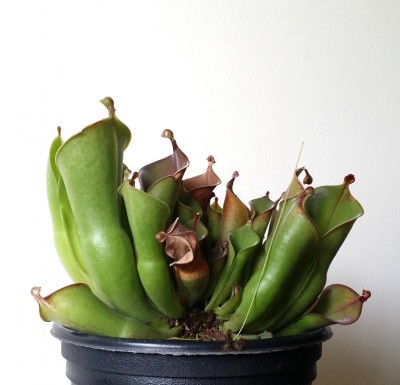 Heliamphora heterodoxa x minor 2014-07-28 3.jpg