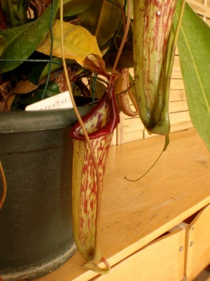 Nepenthes NoID (Kairenu bot.sodas) 2013 4.JPG