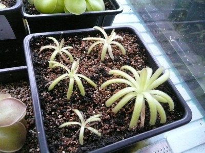 Moctezumos hibridas.jpg