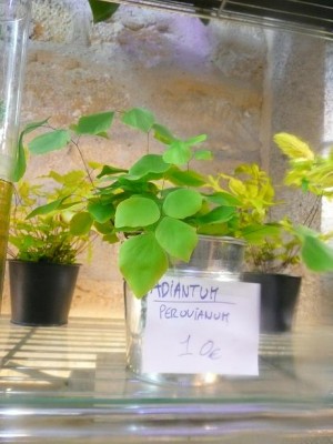 Adiantum_perovianum.JPG