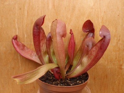 Sarracenia NoID-1 2013.07.03 1.JPG