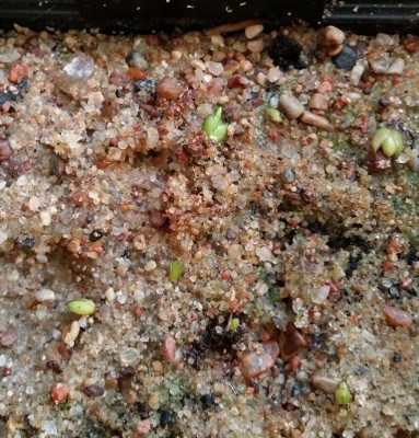 Pinguicula grandiflora 2014-02-28 2.jpg