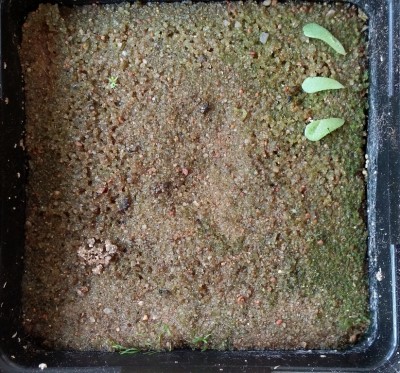 Drosera adeliae ir Utricularia subulata 2013-11-02 1.jpg