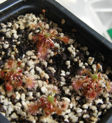 D.omissa.JPG