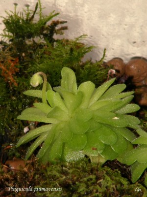 Pinguicula jaumavensis'14.01..jpg