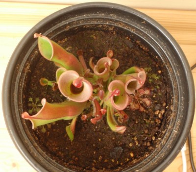 Heliamphora heterodoxa x minor 2013.08.30 3.JPG